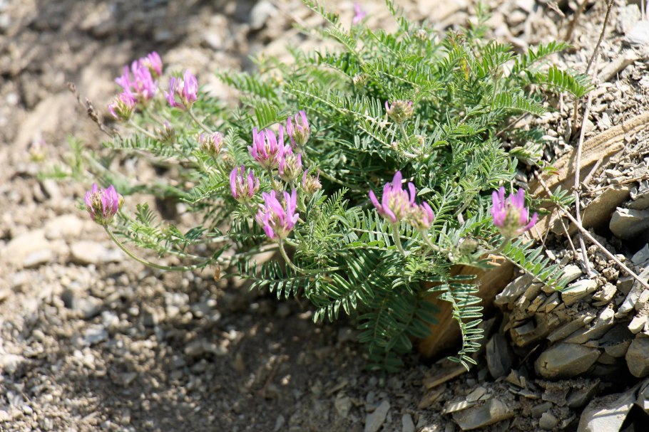 Astragalus canadensis l.