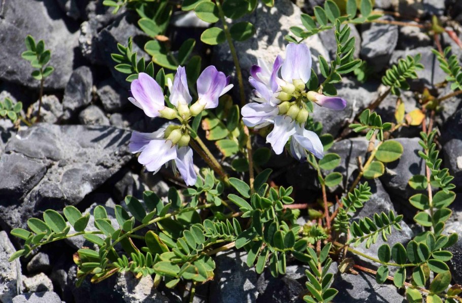 Астрагал трёхграноплодный