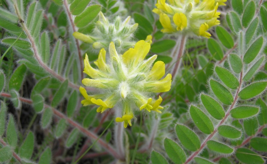 Астрагал Дагестанский