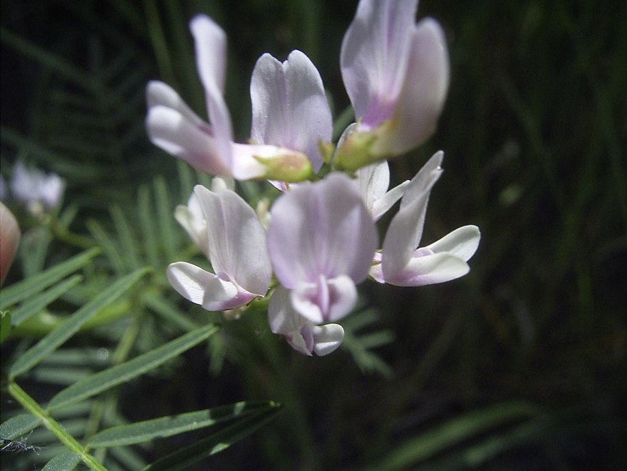 Astragalus sulcatus