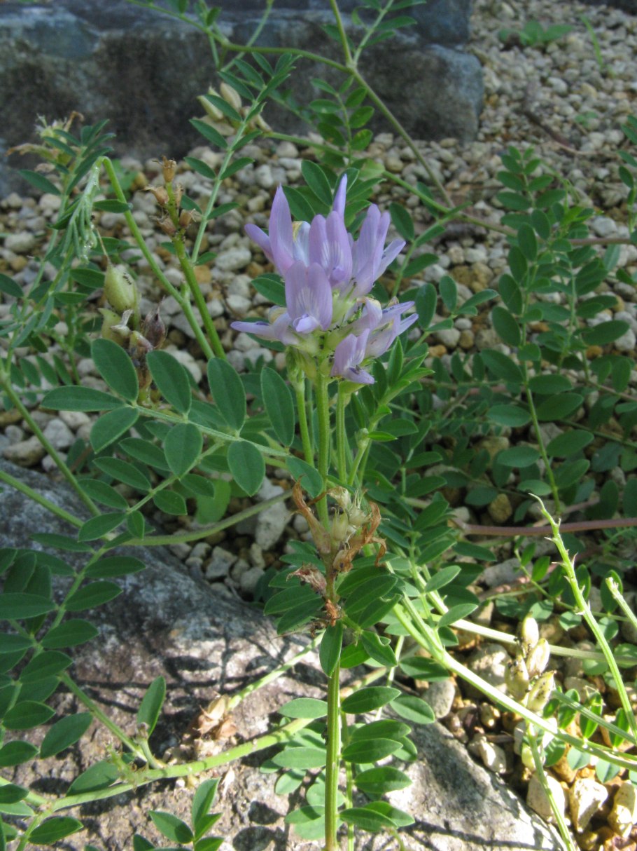 Астрагал эспарцетовый