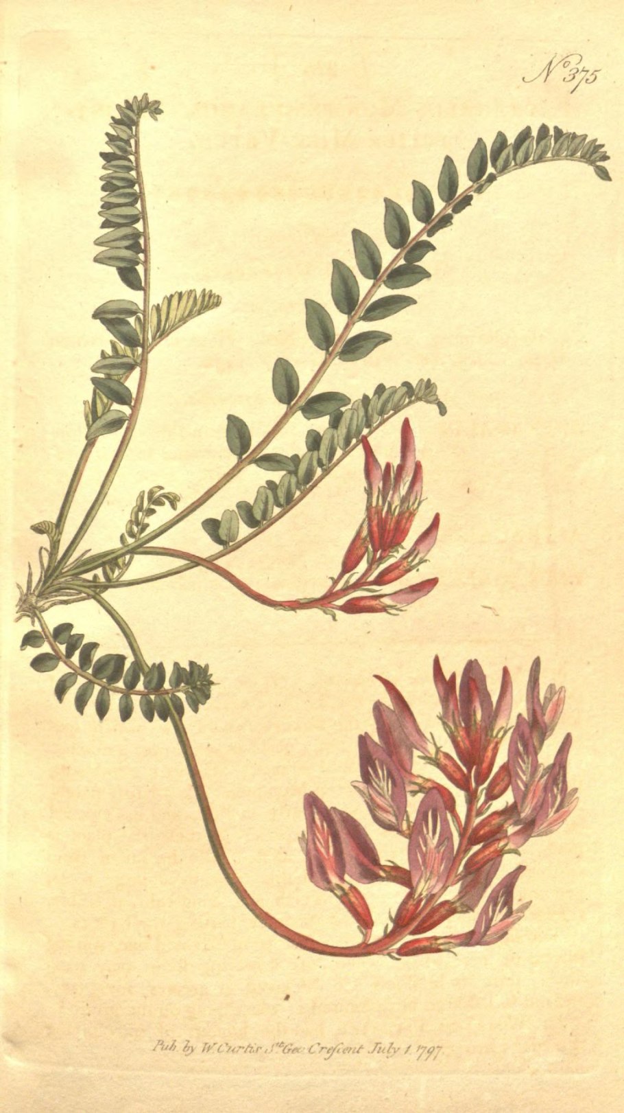 Астрагал Степной