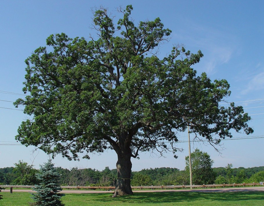 Вешалка Agata Forest Black