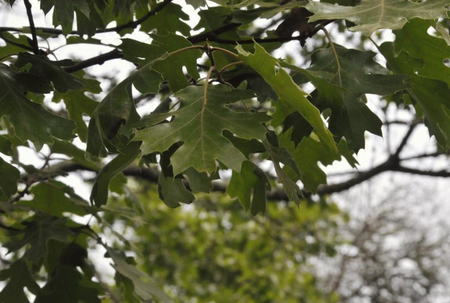 Черный дуб Северной Америки