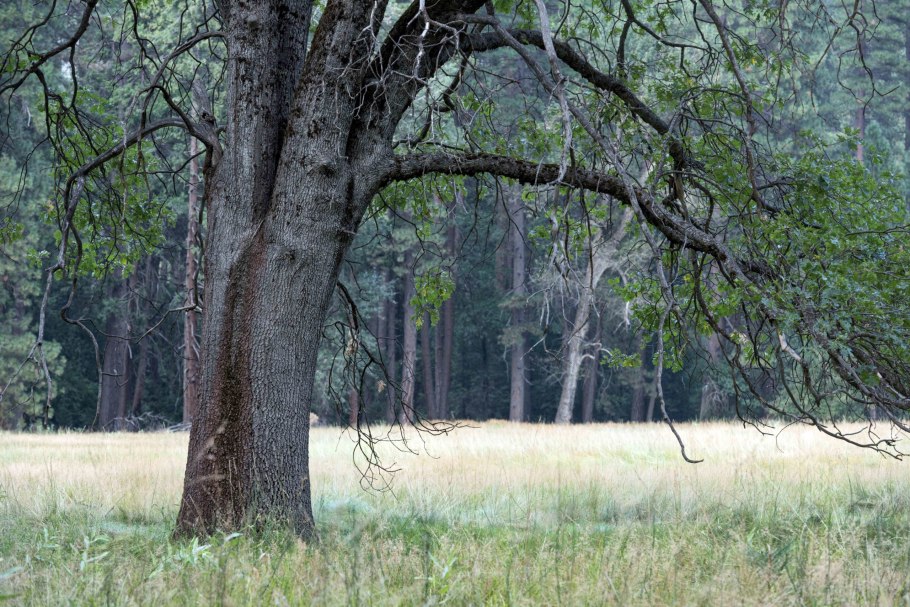 Черный дуб дерево