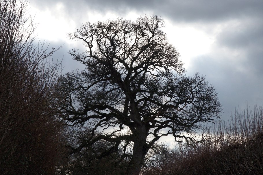 Черный дуб Северной Америки
