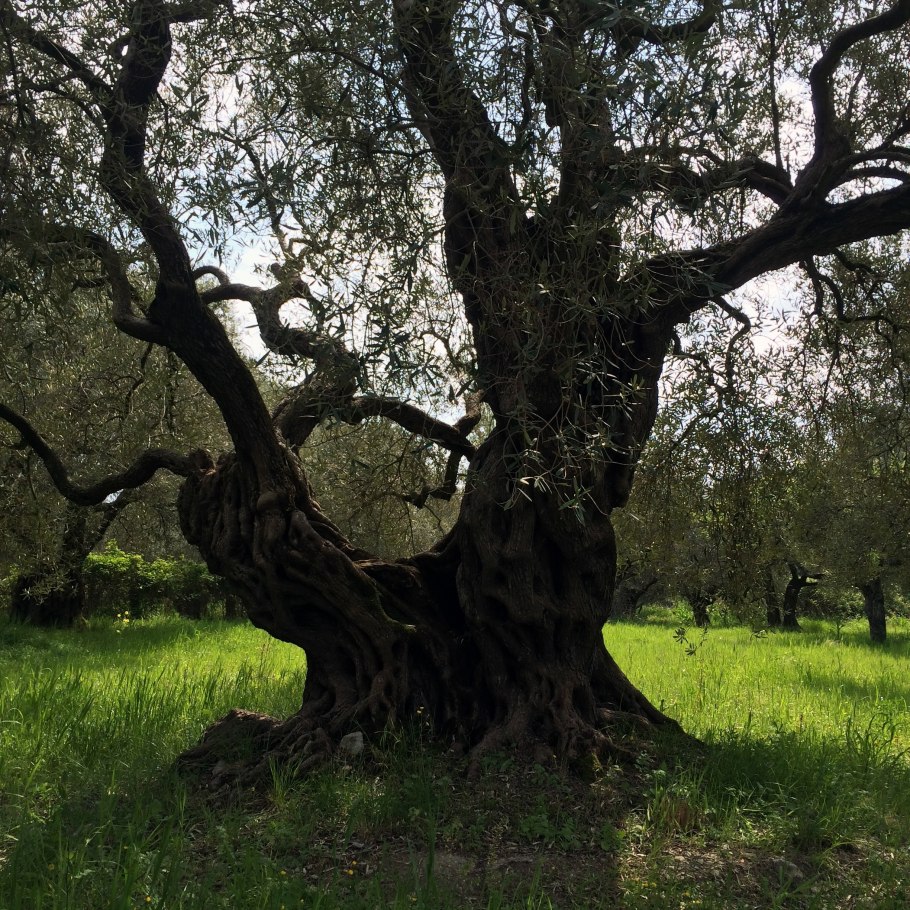 Карабахский дуб