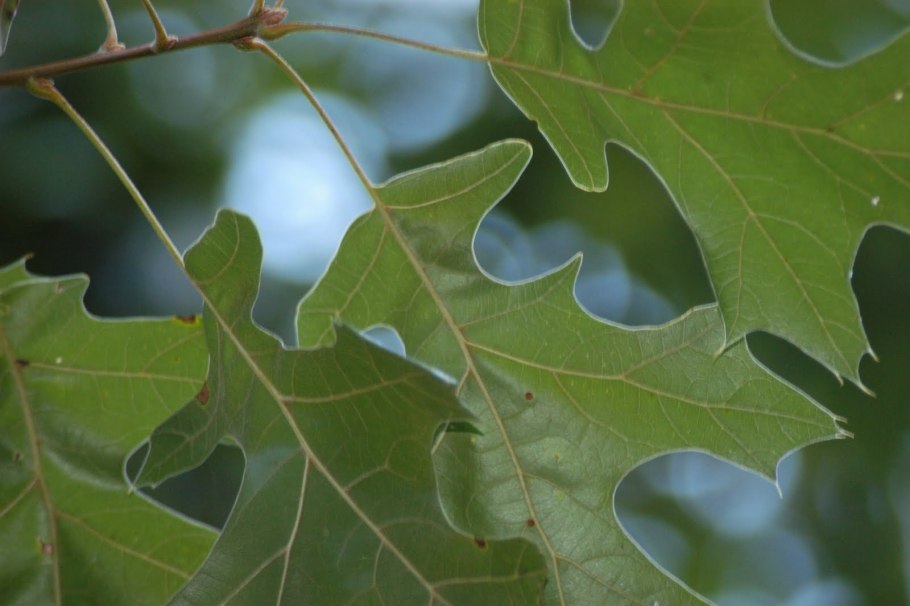 Quercus kelloggii