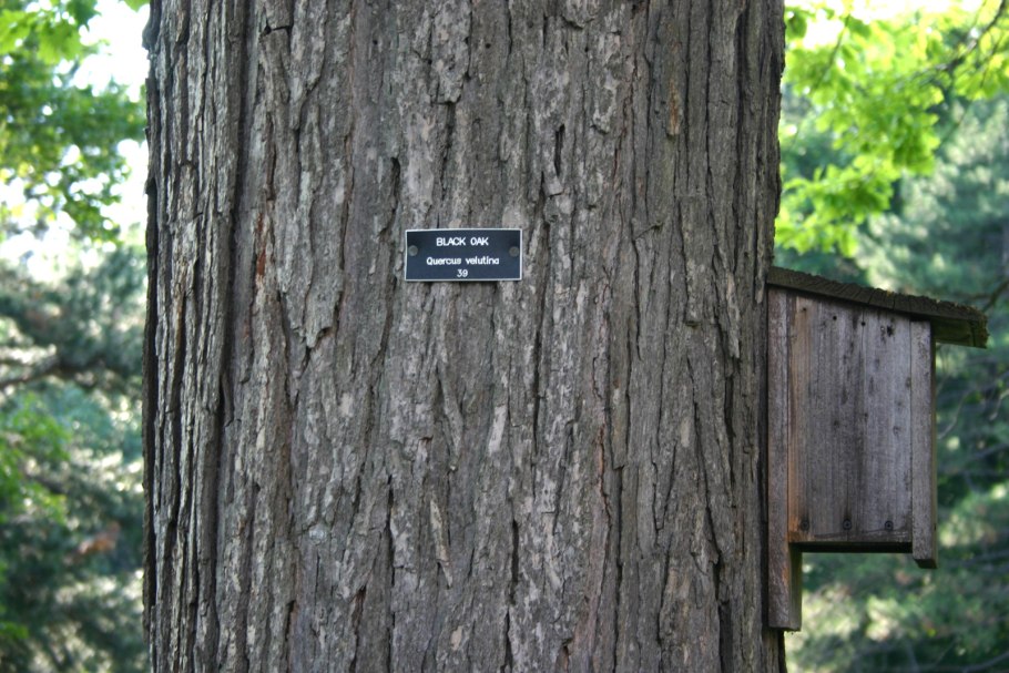 Quercus marilandica