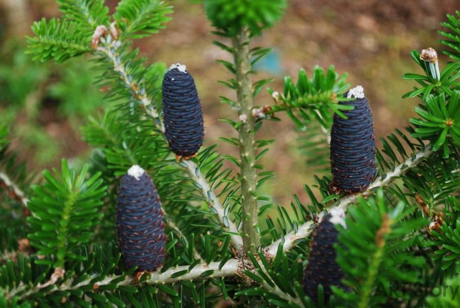 Пихта Сибирская Abies sibirica
