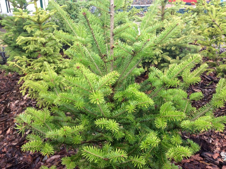 Abies Омега