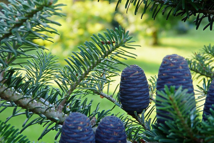 Abies Koreana (пихта корейская) 'Silver Star'