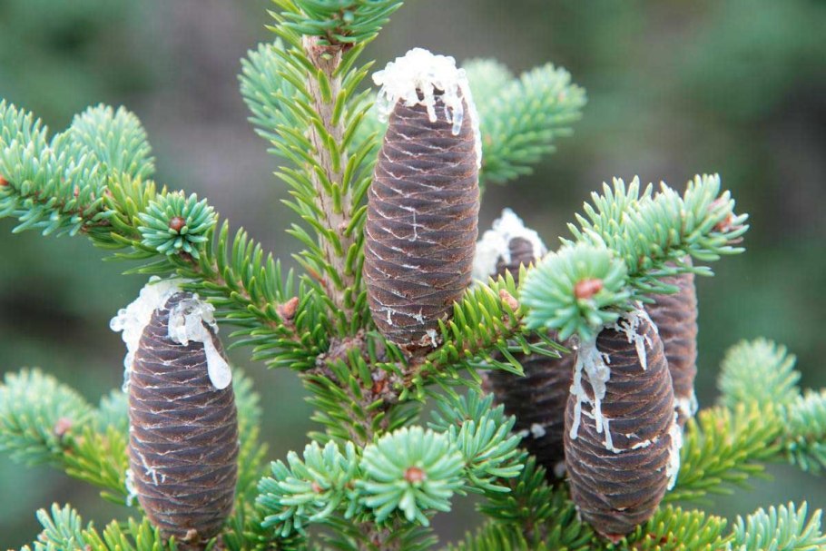 Пихта цельнолистная семена