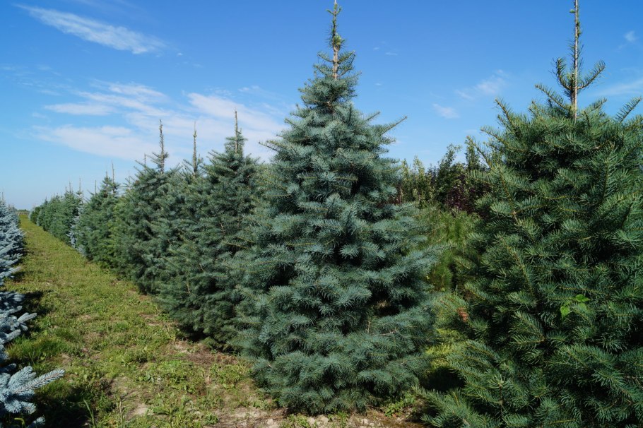 Пихта Сибирская (Аbies sibirica)
