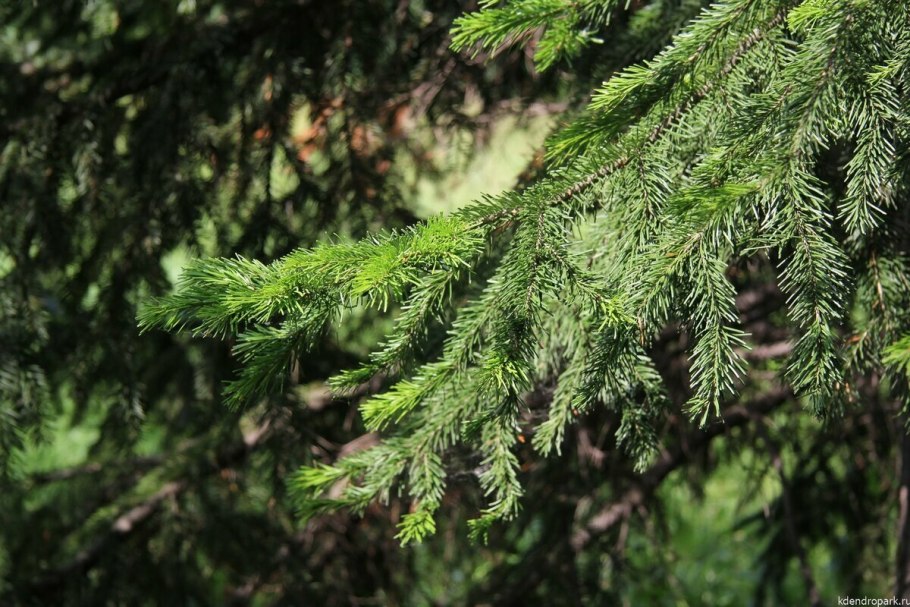 Ель маленькая