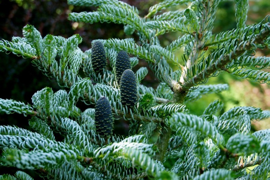 Пихта Блю Император