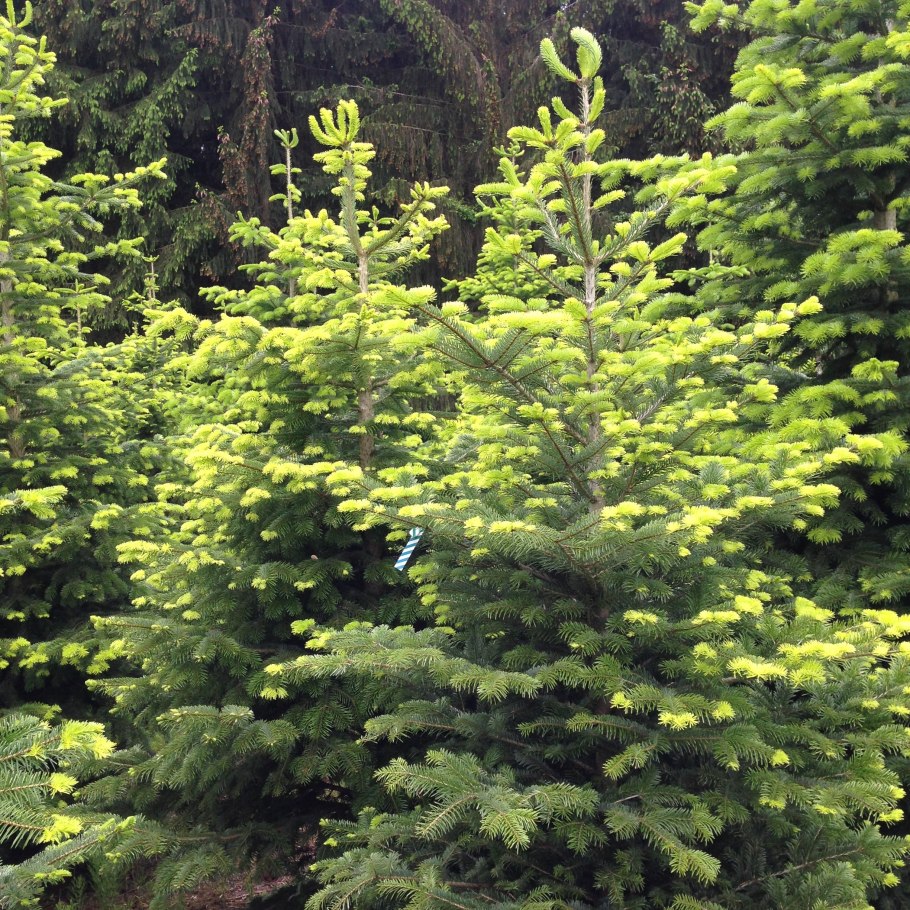 Ель Woodland Spruce