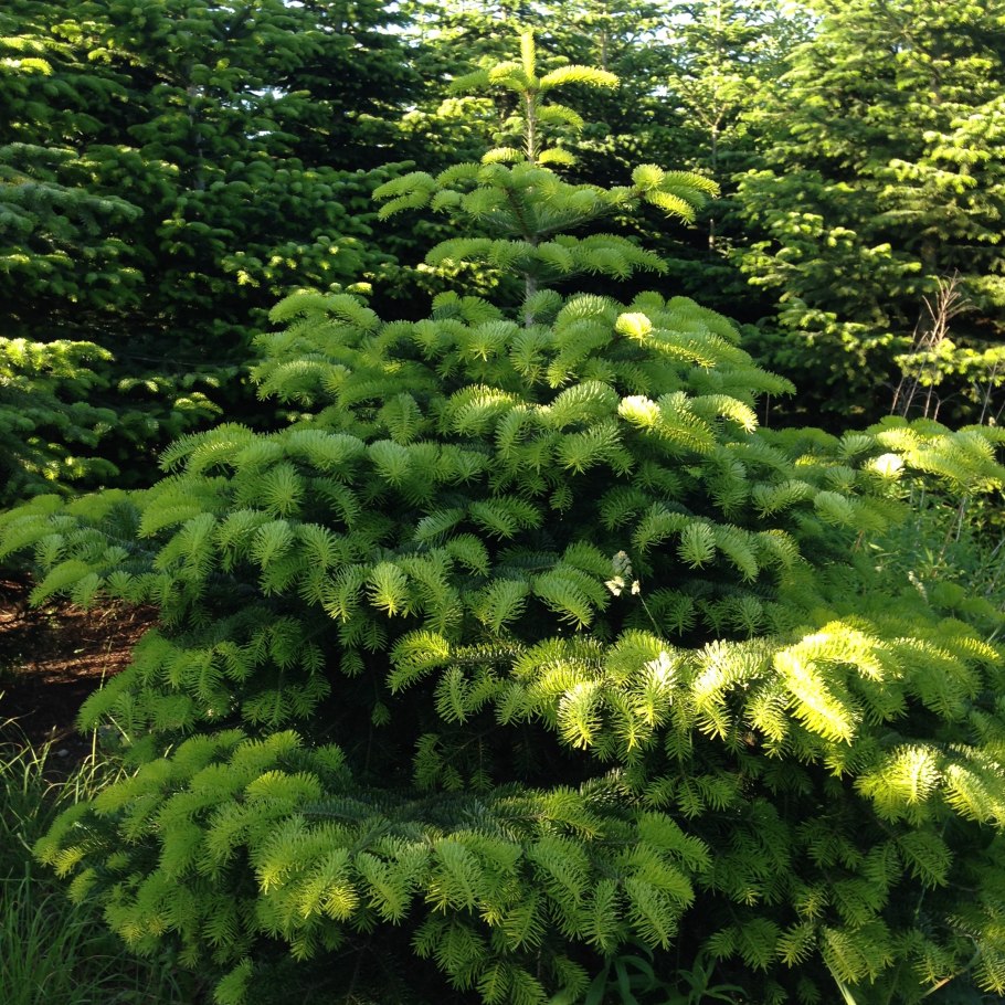 Пихта белая европейская