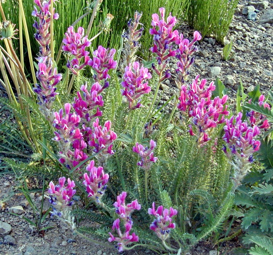 Эндемики Камчатки растения