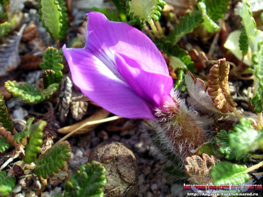Остролодочник Врангеля
