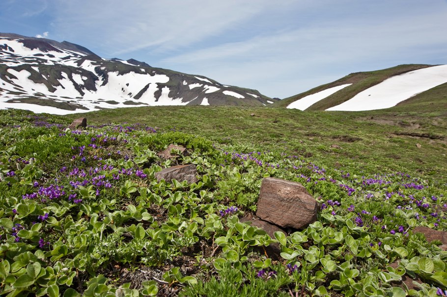 Остролодочник желтый