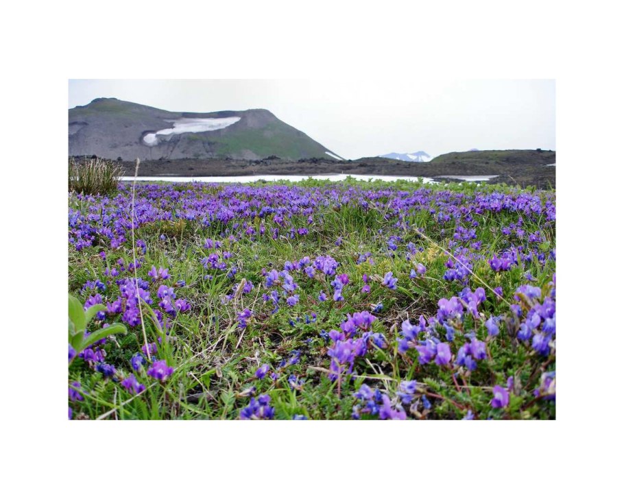 Остролодочник полевой семена