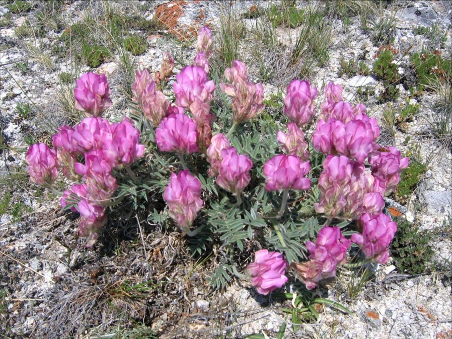 Остролодочник (oxytropis)