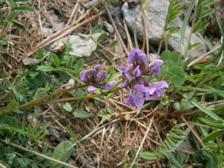 Остролодочник полевой