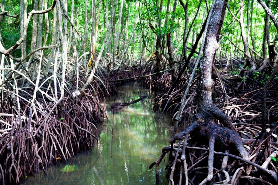 Мангровые заросли в Танзании