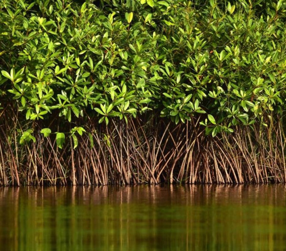 Мангровые леса Флориды