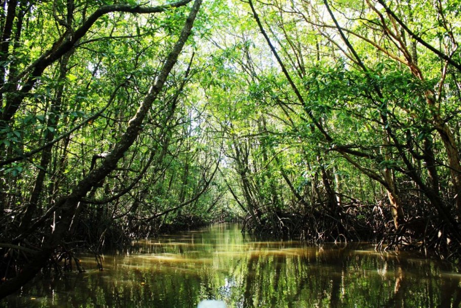 Мангровые леса Танзании