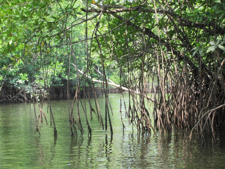 Mangrove Forest на рабочий стол