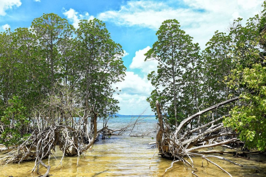 Мангровые леса на карте