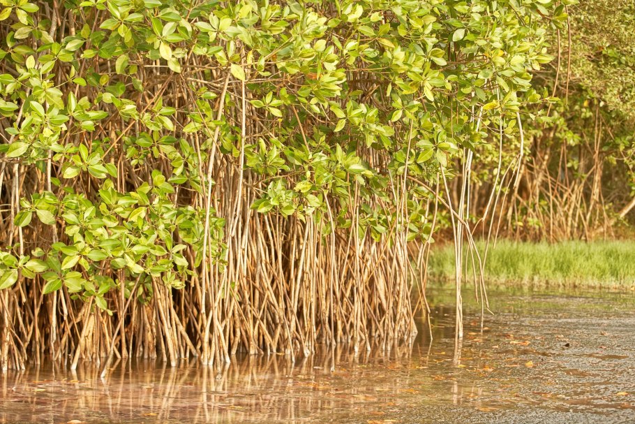 Мангровый лес в Австралии