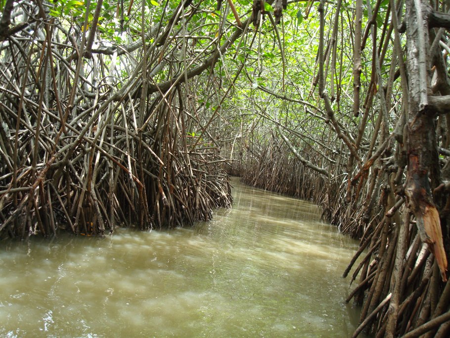 Мангровый лес во Вьетнаме