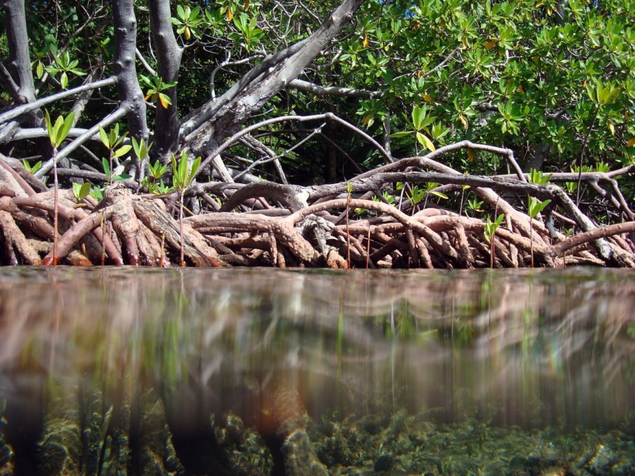 Индонезия мангровые заросли