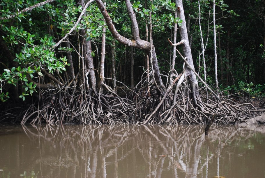 Коста-Рика мангровые болота