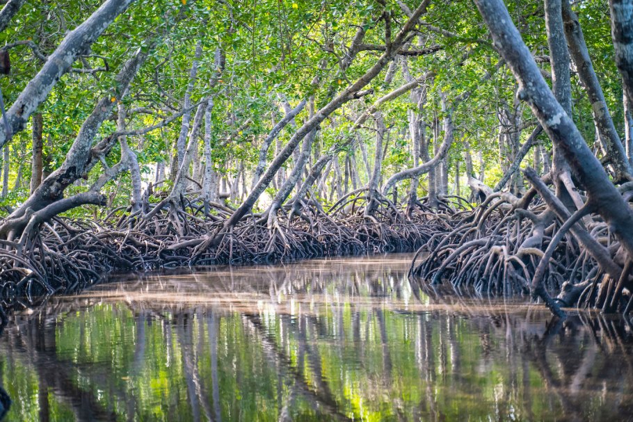 Мангровые леса Австралии
