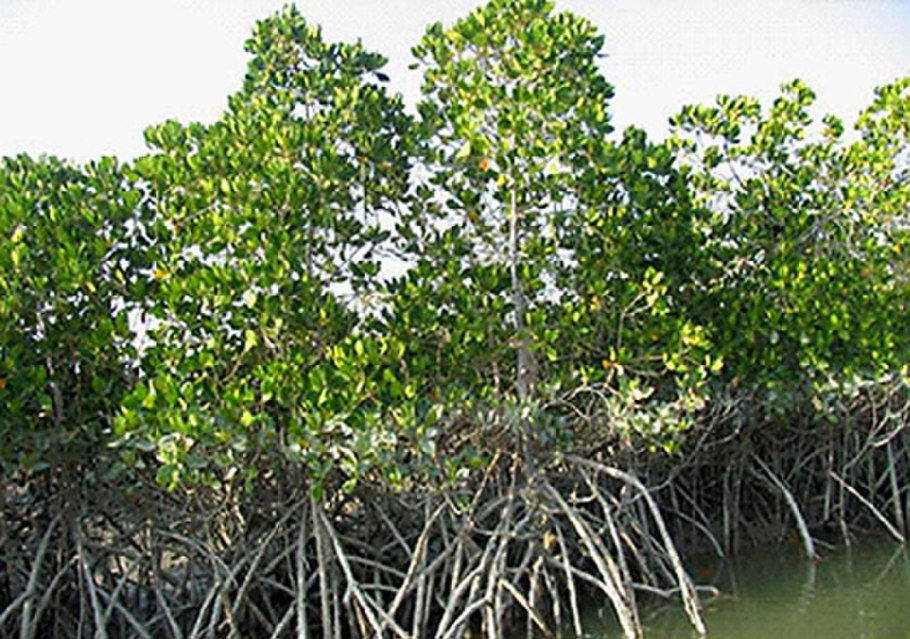 Мангры Амазонка