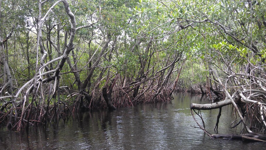 Мангровые заросли Ямайка