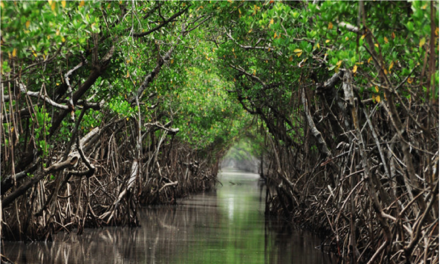 Мангровые растения Мальдивы