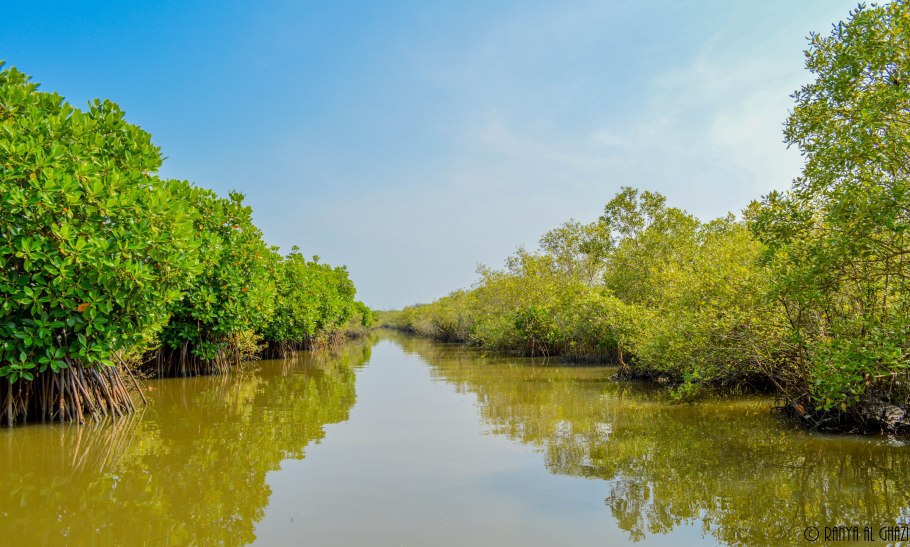 Mangrove forest