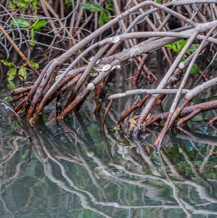 Мангровые заросли Мексика
