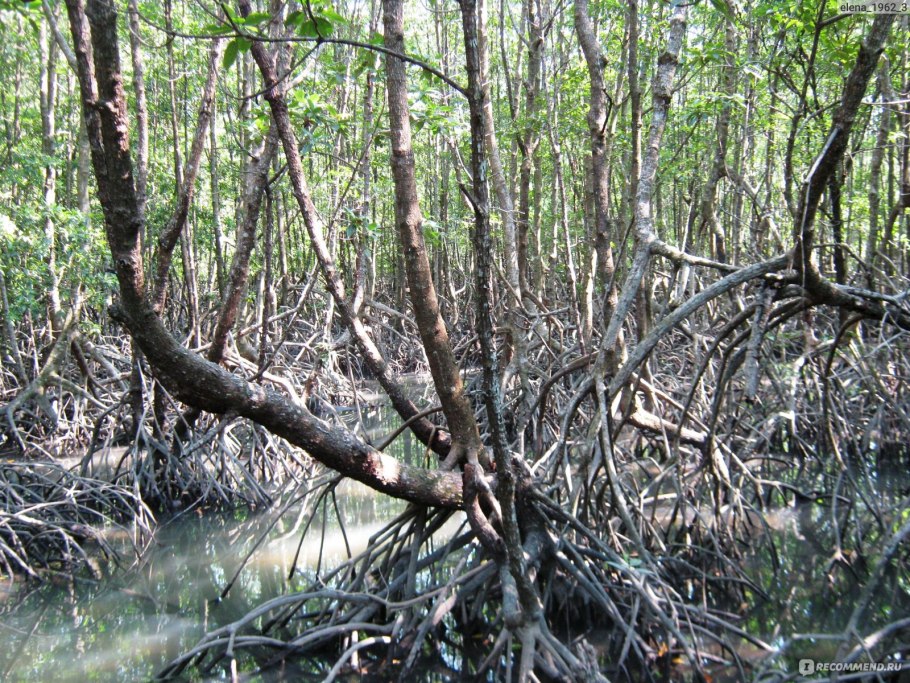 Филиппины мангровый лес