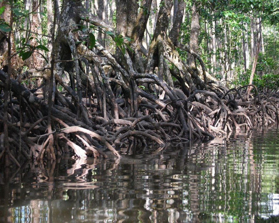 Мангровые леса южной америки