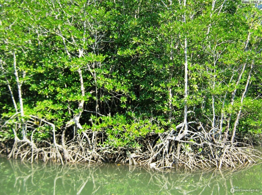 Мангровый лес ко чанг