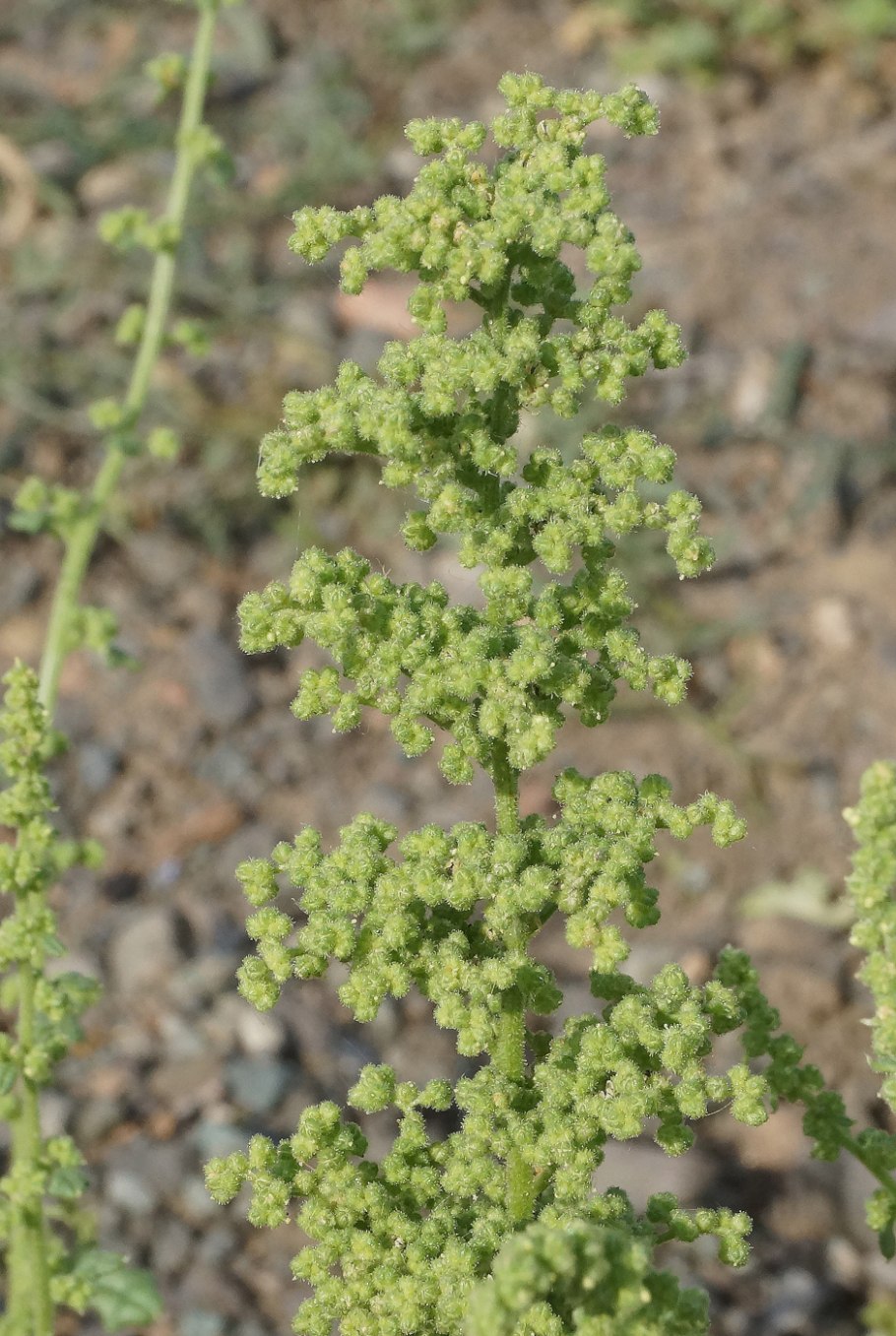 Марь душистая (пахучая) - Chenopodium Botrys