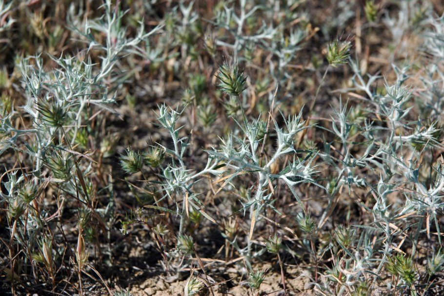 Рогач песчаный (Ceratocarpus arenarius)