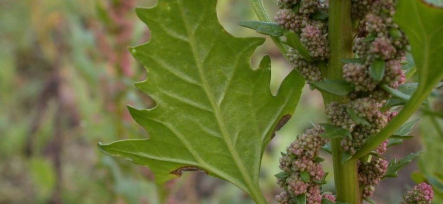 Марь красная – Chenopodium rubrum