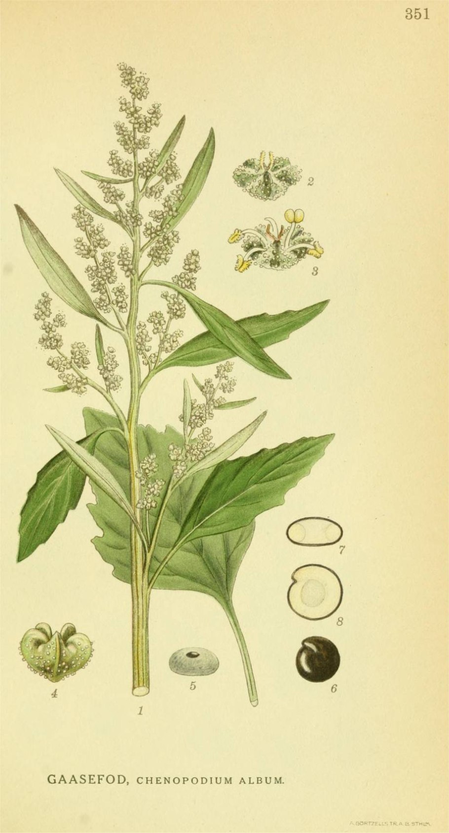 Лебеда раскидистая